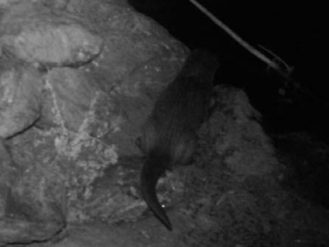 Présence de la loutre confirmée au Tessin