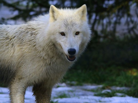 Amadeus a rejoint la louve Iris au zoo de Servion (VD)