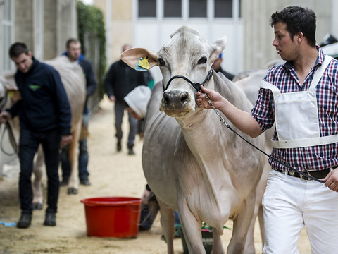 Protection des animaux: les paysans craignent de nouvelles 