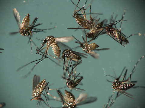 Le CHUV fait une avancée dans la compréhension de Zika