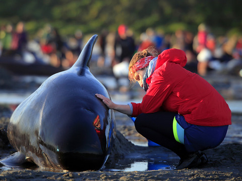 Nouvel échouage de baleines à Farewell Spit malgré les efforts