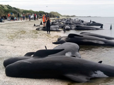 Baleines échouées en Nouvelle-Zélande: risques d'explosion
