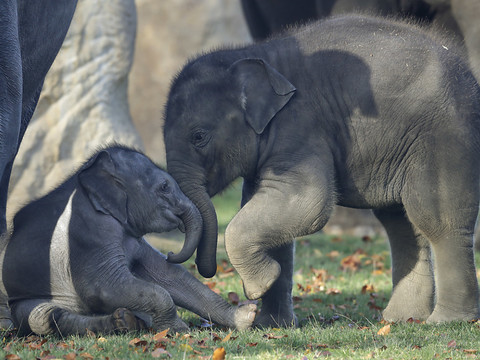 L'impact du réchauffement sur les animaux jusqu'ici 
