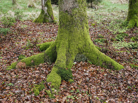 Le Conseil fédéral veut réduire l'acidité des sols des forêts