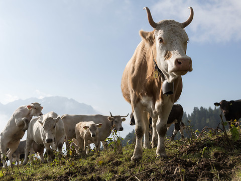 Nouvelle flambée de diarrhée virale bovine en Suisse