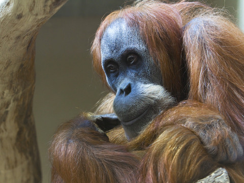 Mort de la femelle orang-outang Lea dans sa 50e année à Zurich