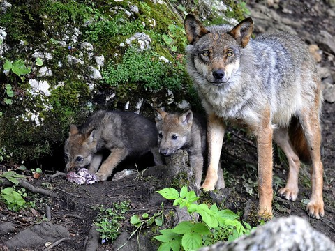 Le loup est le bienvenu dans le Jura, les Grisons et le Tessin