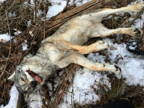 Braconnage d'une louve: le WWF réclame une sanction exemplaire