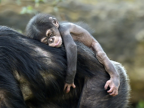 Côte d'Ivoire: un congrès pour sauver les derniers chimpanzés