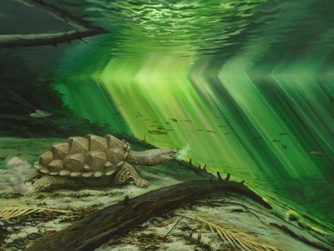 Les tortues ont rentré leur tête pour mieux chasser sous l'eau