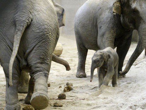 Heureux événement au zoo de Zurich