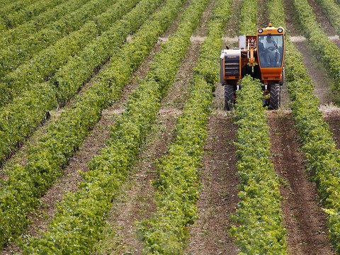Réduire les pesticides nuit rarement à la productivité (étude)