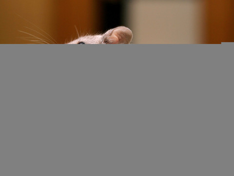 Tester le Botox sans expérience sur les animaux