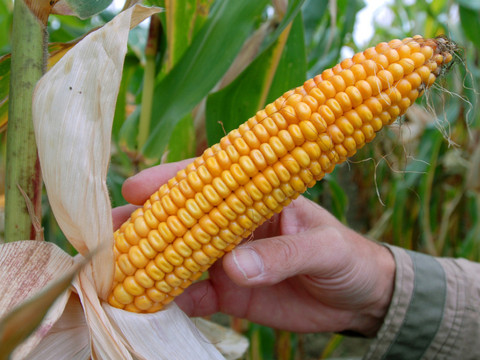 Zones avec OGM écartées et moratoire prolongé de quatre ans