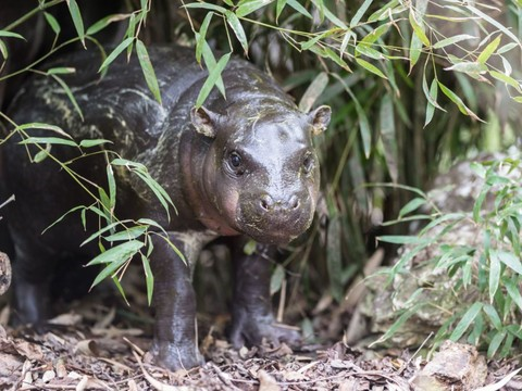 Zoo De Bale Bebe Hippopotame Nain A Decouvrir Par Beau Temps Rtn Votre Radio Regionale