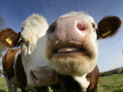 Condamné pour avoir menacé des vaches avec un revolver