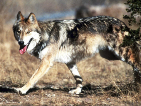 Les Grisons veulent pouvoir abattre les loups 