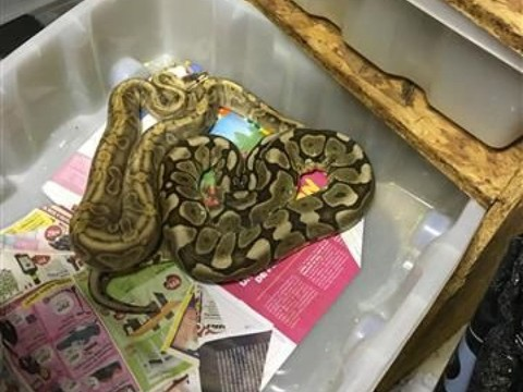 Culture de cannabis et nombreux animaux découverts à Vallorbe (VD)