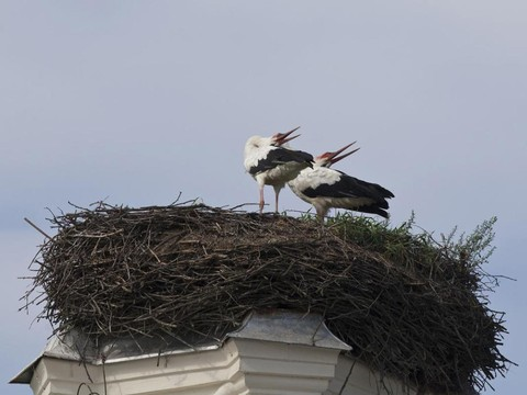 Observer et annoncer le retour des oiseaux migrateurs