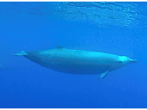 Une espèce de baleine mal connue filmée pour la première fois