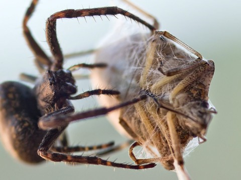 Les araignées mangent 400 à 800 millions de tonnes par an