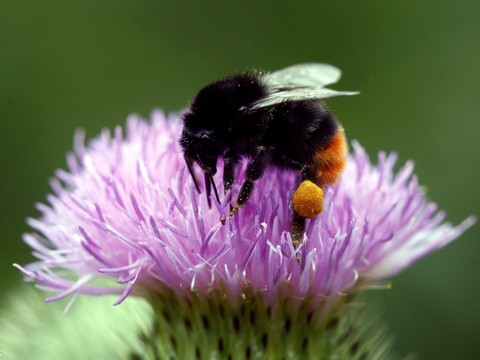 Les insectes accélèrent l'évolution des plantes