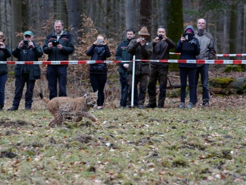 Un lynx vaudois déplacé en Allemagne