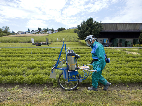 Le glyphosate ne doit pas être classé comme cancérogène