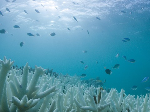 La Grande Barrière de corail pourrait ne jamais se remettre