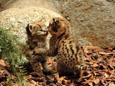 Deux petits servals font leurs première sorties au Zoo de Servion