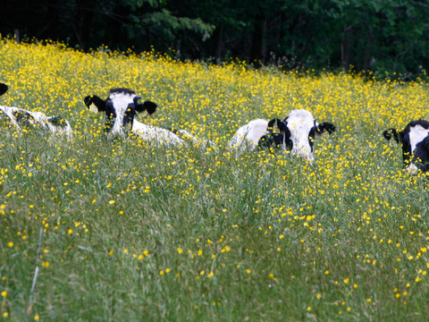 Cours l'acupuncture sur vaches dans la ferme bio de Sorens (FR)
