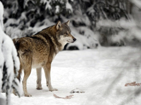 Les Grisons et le Tessin autorisent le tir d'un loup