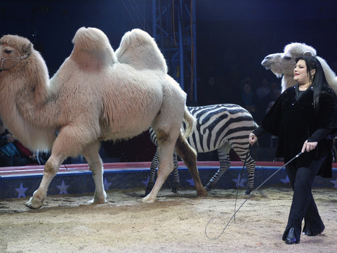 Le cirque Knie lance sa 99e tournée intitulée 