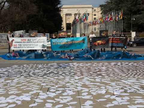 Une journée pour sensibiliser au carnage mondial des poissons