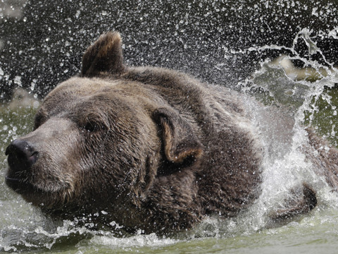 Un ours rôde toujours dans le canton d'Uri