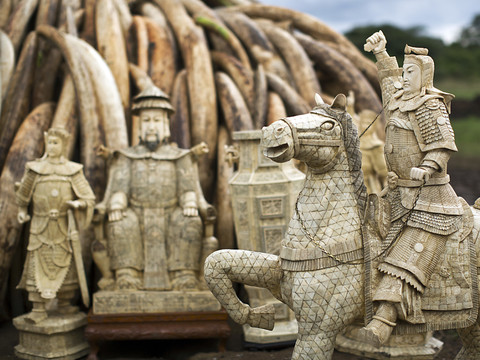 Baisse du prix de l'ivoire, un espoir pour les éléphants