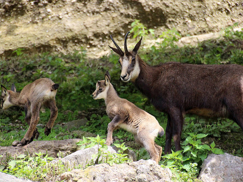 Chasseurs et cantons veulent stopper le recul du nombre de chamois