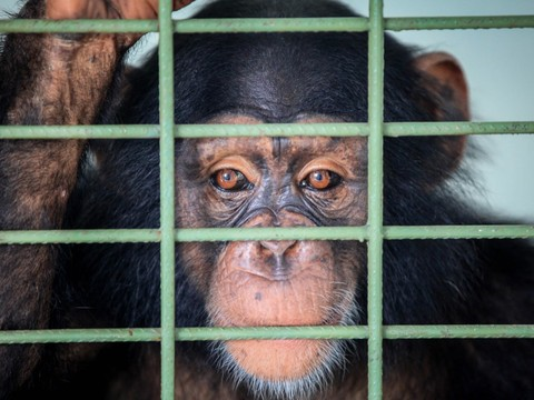 Une femelle chimpanzé déprimée va retrouver la liberté au Brésil