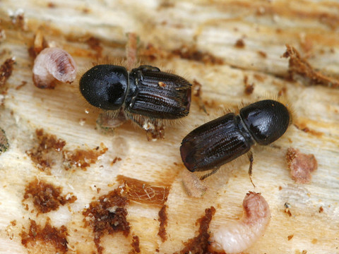 Les forêts d'épicéas sont fortement infestées par les bostryches