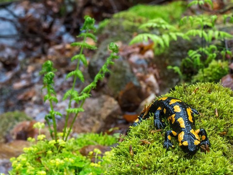 Un champignon asiatique tue les salamandres européennes