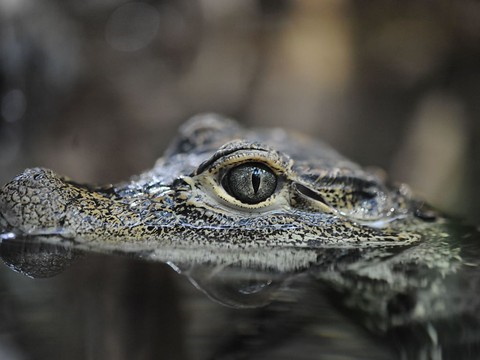 Le zoo bernois du Dählhölzi fait plaisir à ses crocodiles nains
