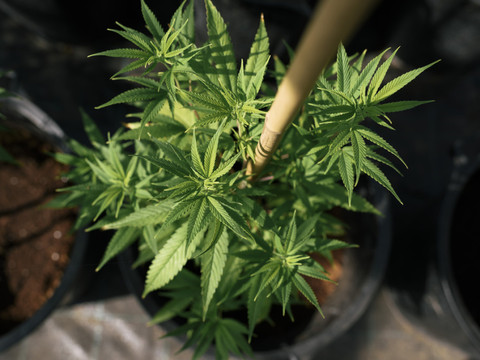 Lancement d'une nouvelle initiative pour dépénaliser le cannabis