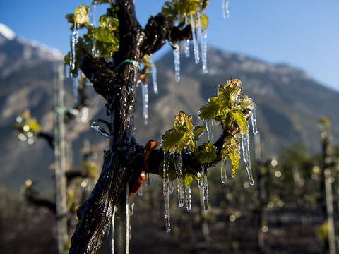 Le gel printanier a affecté l'ensemble du vignoble suisse