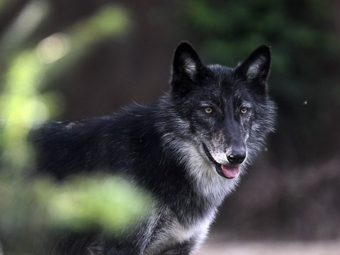 Le WWF ne s'oppose pas à l'autorisation d'abattre le loup M75