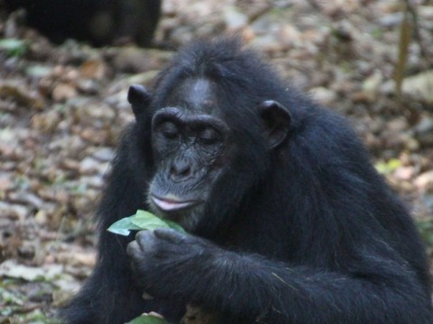 Chez les chimpanzés, manier les outils est une affaire de famille