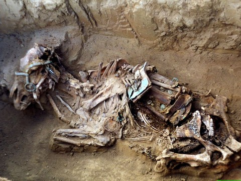 La sélection chevaline remonte à au moins 2500 ans