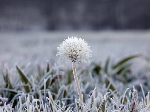 Les températures à nouveau sous zéro en plaine