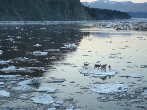 Morses et caribous 