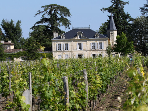 Le vignoble bordelais pourrait perdre 50% de sa récolte par le gel