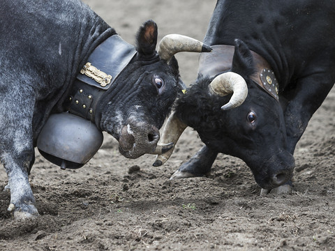 Une centaine de vaches dans l'arène d'Aproz (VS)